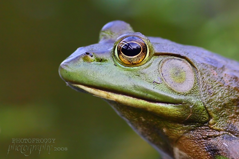 Bull Frog Profile