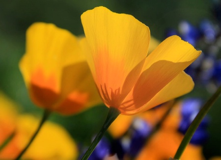 Golden Poppies