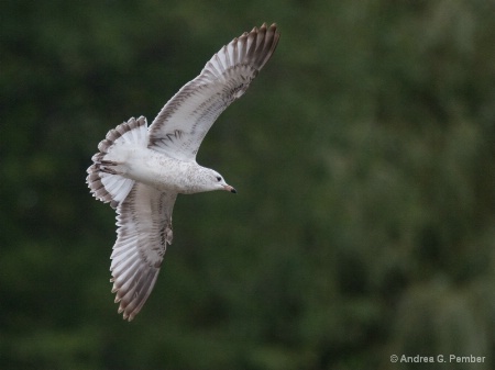 Gull - cropped