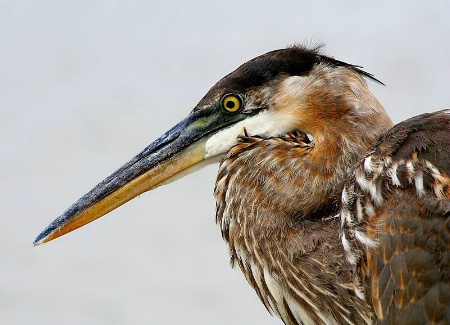 Great Blue Heron Profile