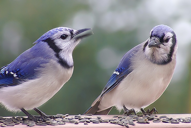 What Are You Squawking About?