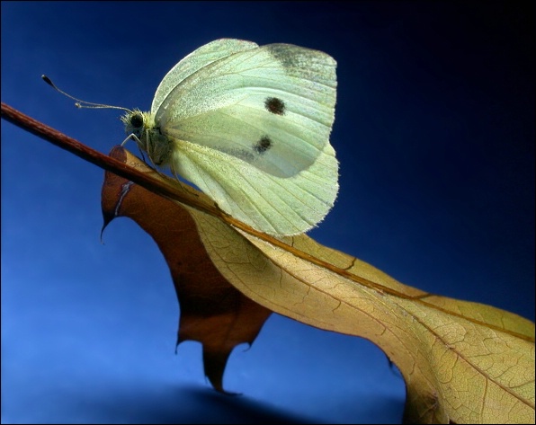 Pieris brassicae