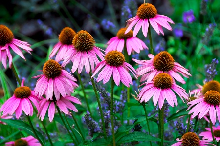 Cone Flowers