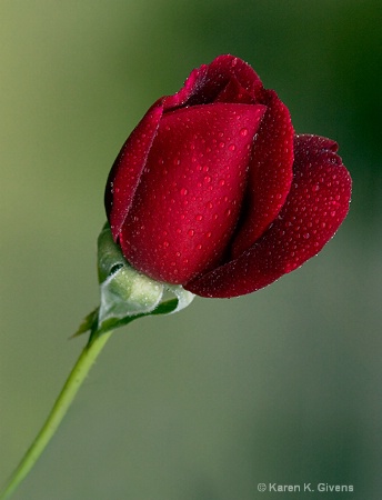 A Rose Bud