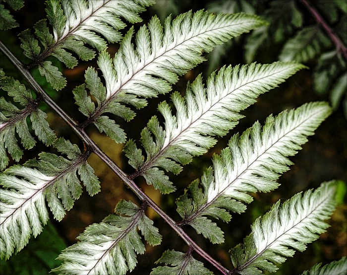 Fern Subdivisions