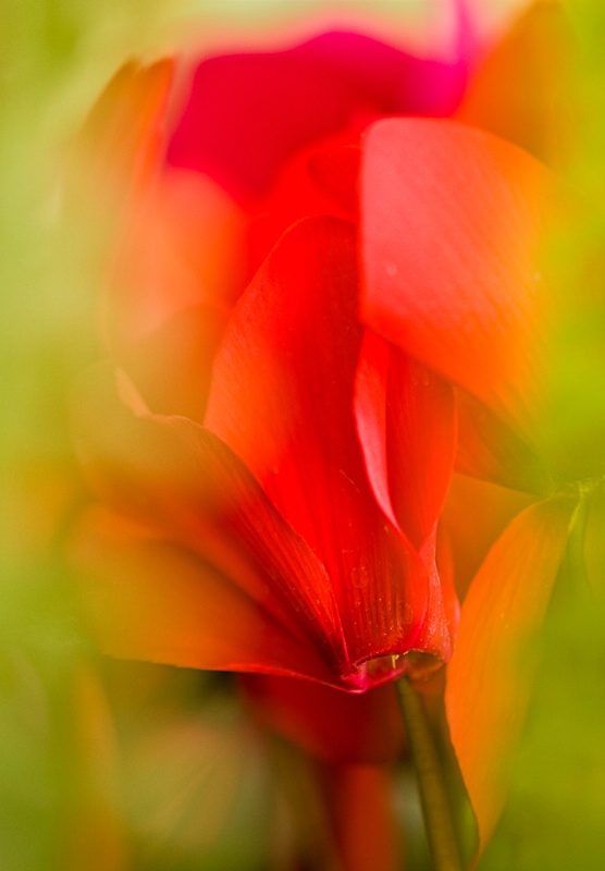 Cyclamen