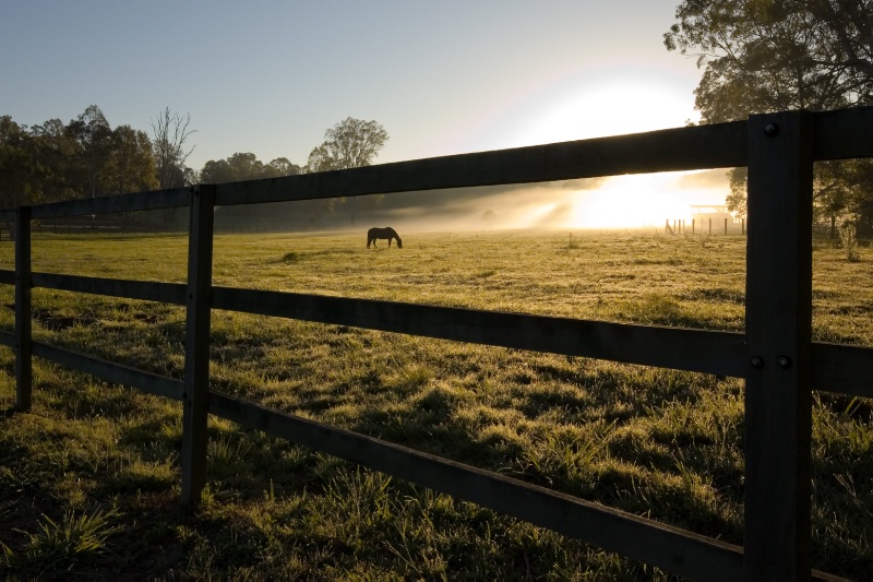 Foggy moring at a farm in  Samford.