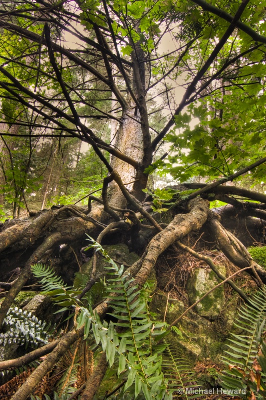 Tree Roots