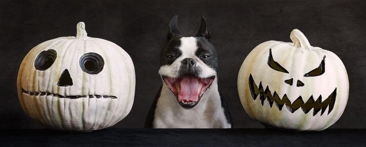 Petey Beans-O'-Lantern