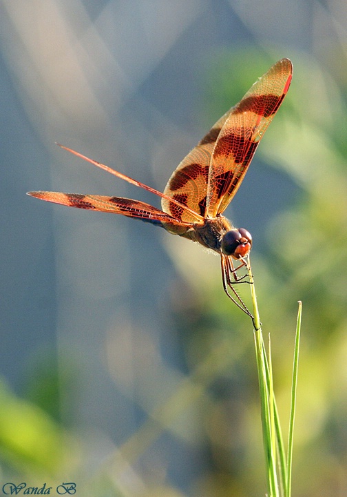 One More Dragonfly