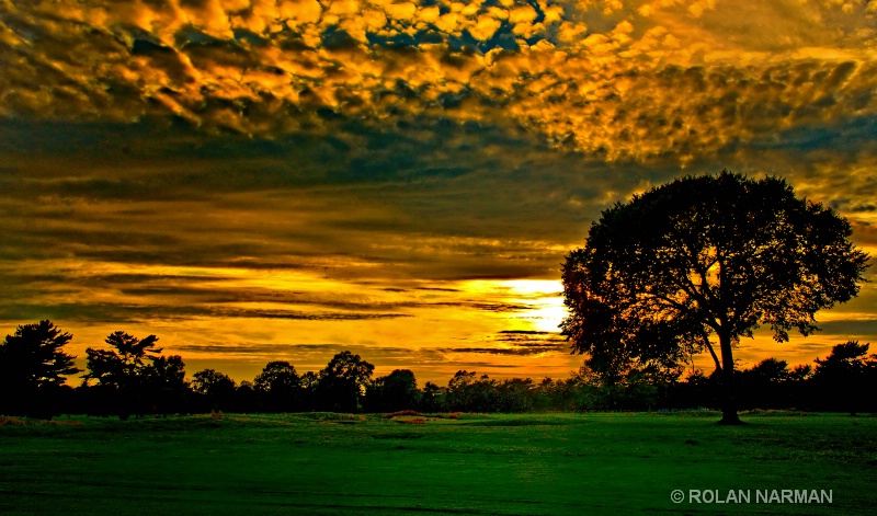 Trees in Heaven