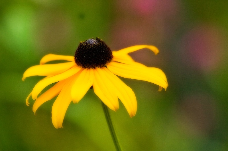 Rudbeckia sandwich