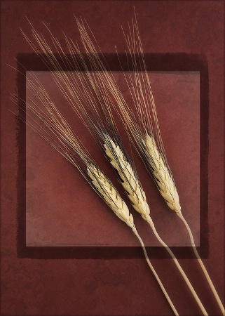 Winter Wheat