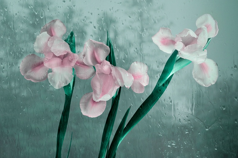 Rainy Day Irises    