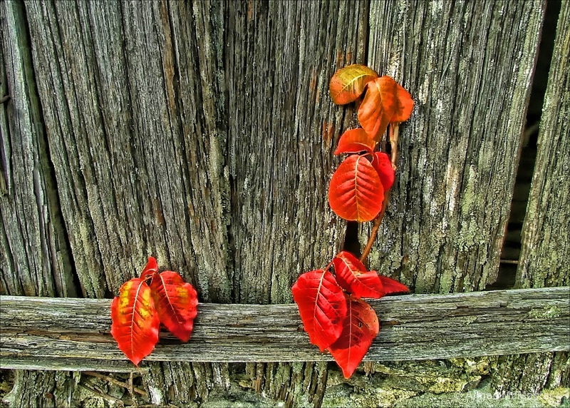 barn ivy