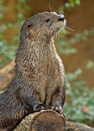 River Otter