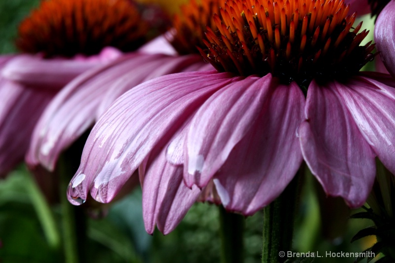 Coneflower Edit