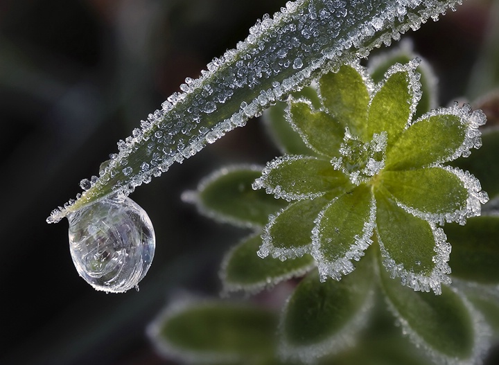 First Frost