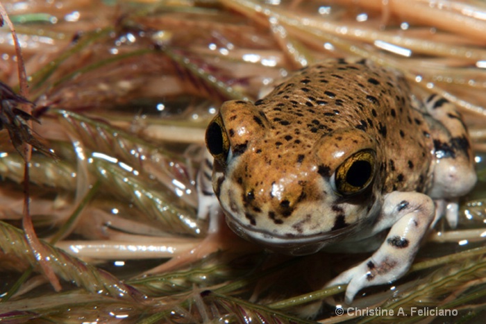 Baby Toad