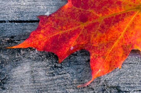 Red Maple Leaf on Fence