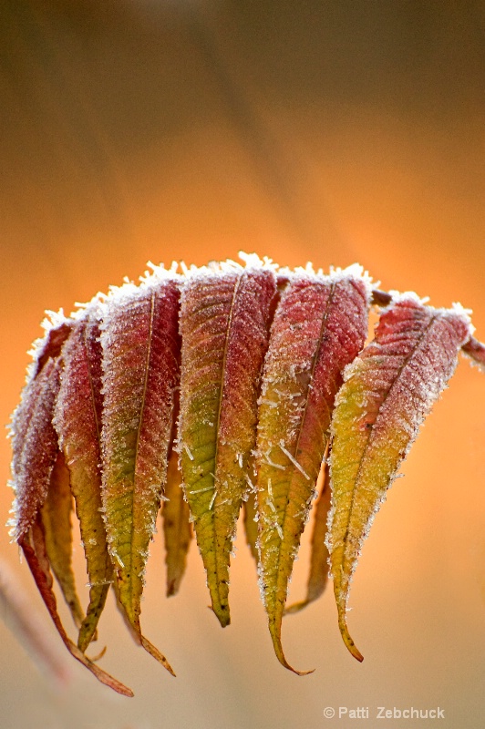 Sumac on Ice