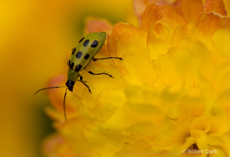 Green Bug on Yellow Flower