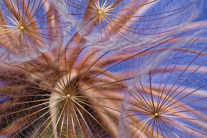 Dandelion Galaxies