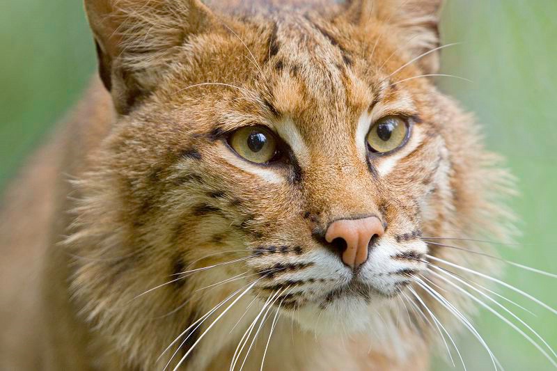 Jackson, lone bobcat