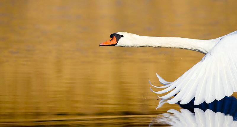 Mute Swan