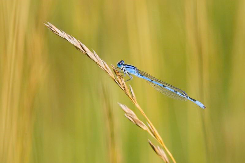 Bluet