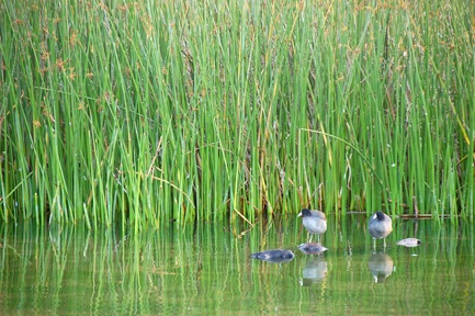 Two Birds/Reeds