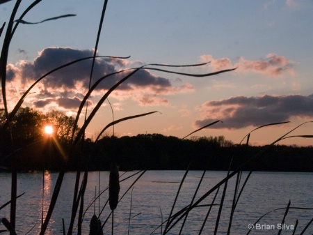 Cat Tails in the Wind