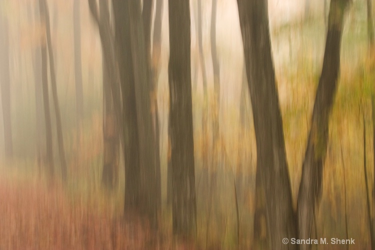 autumn trees in mist - ID: 7268878 © Sandra M. Shenk