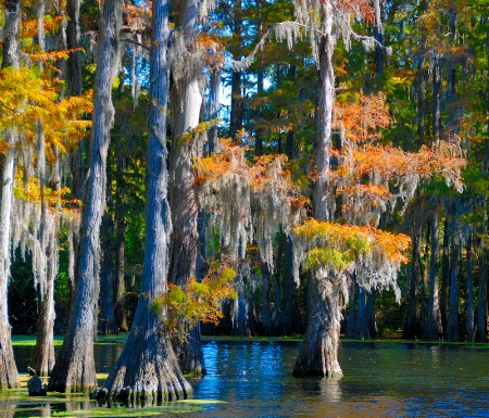 Fall On The Bayou October 28, 2008