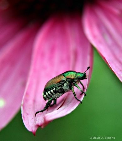 Japanese Beetle