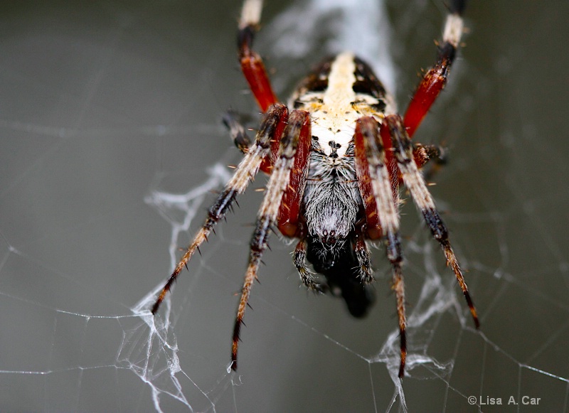 Halloween Spider