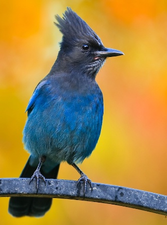 Ruffled Up