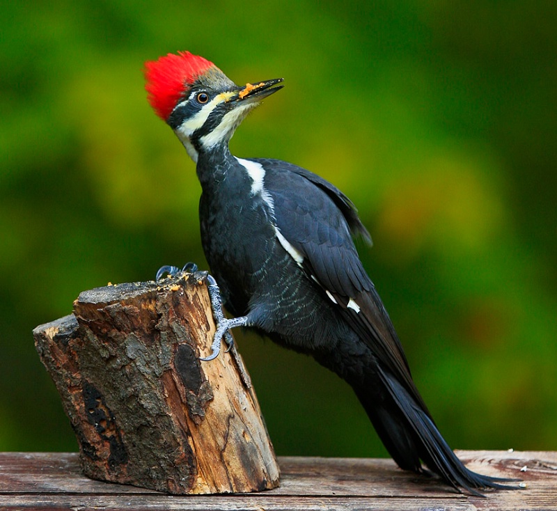 Piliated Woodpecker