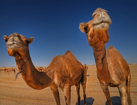 Camels