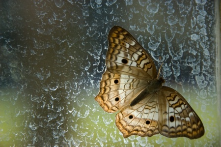 Butterfly and Raindrops