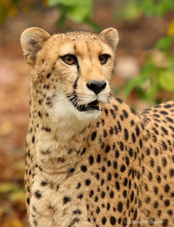 Cheetah