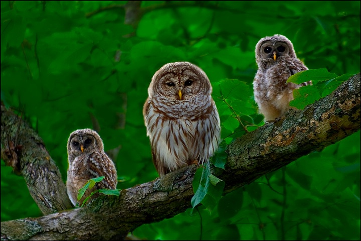 Owl Family