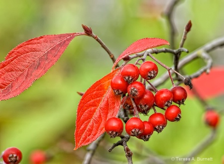 Just A  Bit of Autumn Color