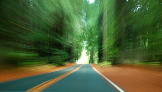 Road Through the Woods, Mendecino County, Californ