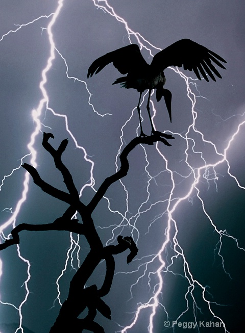 Stork and lightening