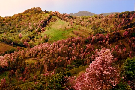 Hills of Flower Trees