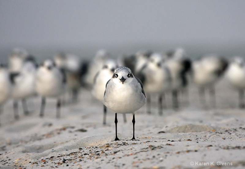 The Gathering