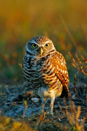 Burrowing Owl