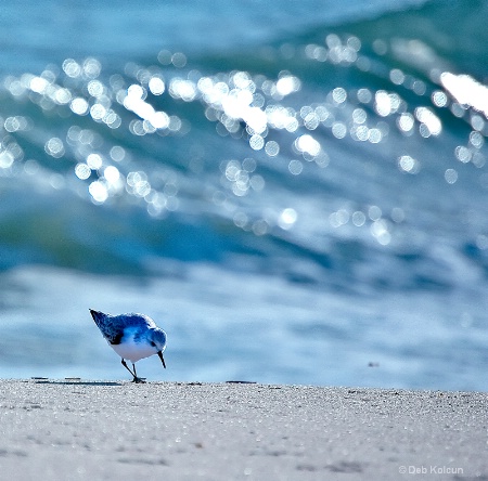 Sandpiper seeking