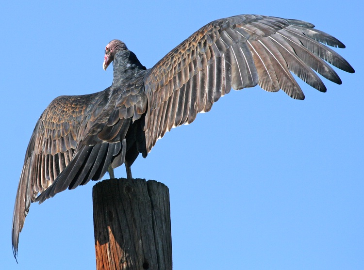 Turkey Vulture